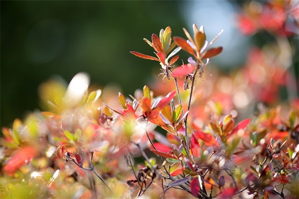 形容一个人忙碌的句子