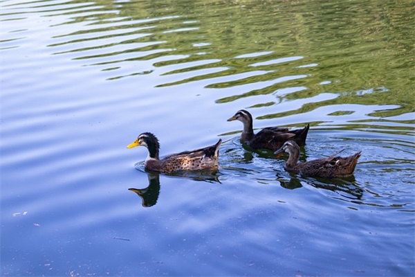 关于挽留的优美句子38条