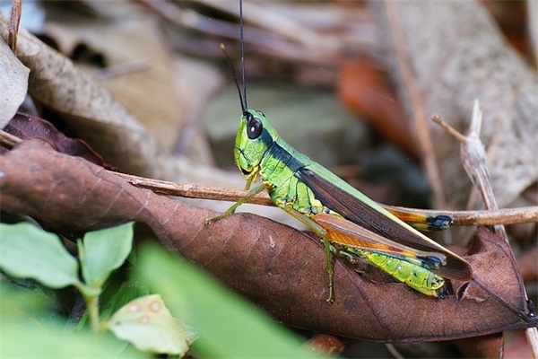 春夏秋冬的句子36条