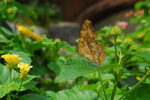 情人节表白短句子收藏