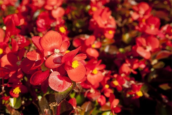 最新关于承诺的句子(集合49句)