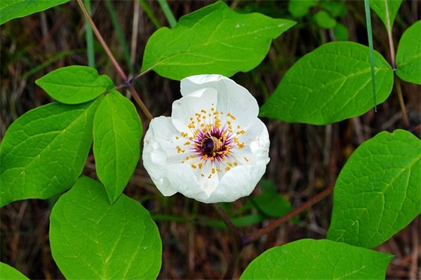 三年级排比句子摘抄简短37句