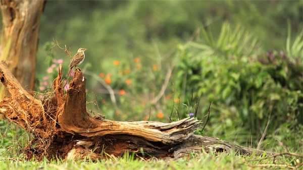 有品位的句子55条