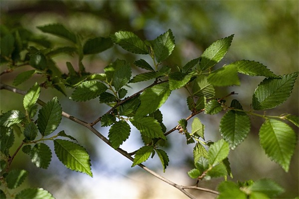 描写妈妈收到孩子礼物的开心句子通用四十条