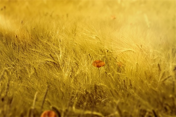 描写景物的优美句子