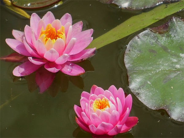 适合5月20号发朋友圈的句子(精选100句)