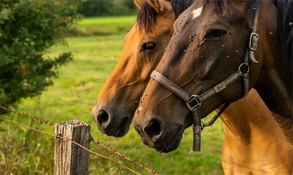赞美马的句子 赞美属马的句子(精选40句)