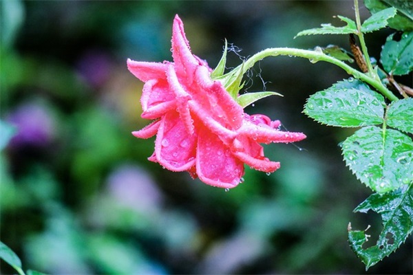 形容暴雨的优美句子汇总