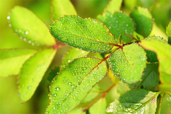 平安夜祝福爱人的句子
