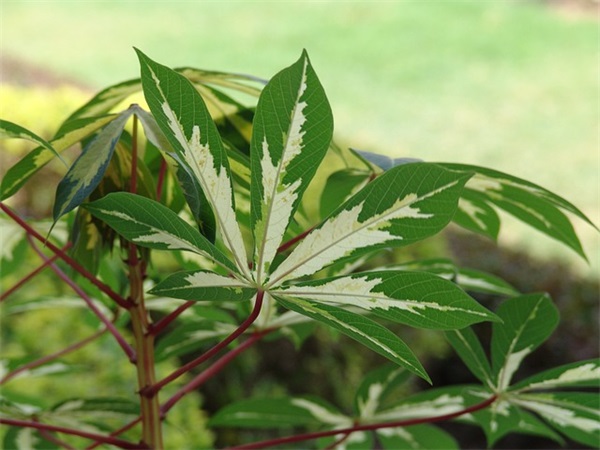 好想任性一回的说说 想任性一回的经典句子