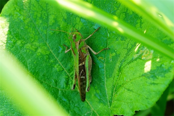 英语作文万能句子99句