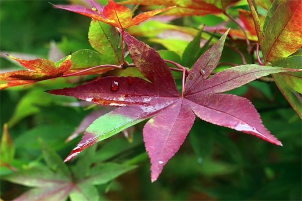 不要羡慕别人所拥有的句子