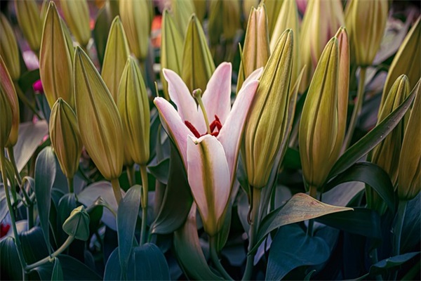 让对方看到心疼的网名2字(共148个)