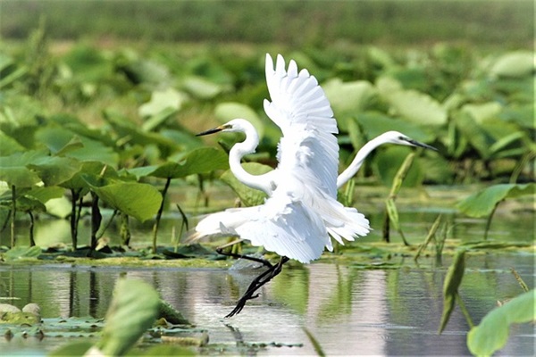 带木字的昵称优雅(优选108个)