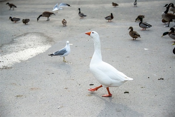 仙女哥哥另一半网名
