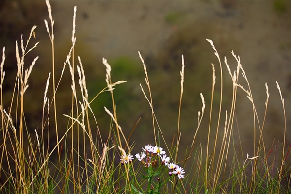 简短洋气的微信昵称 微信名字女生简单气质(精选50个)