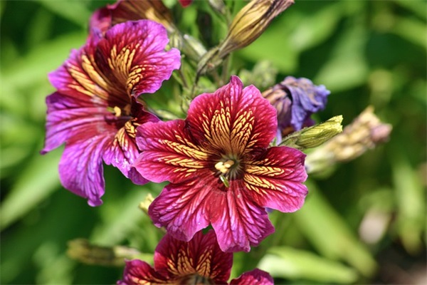 关于参军的句子 参军的句子