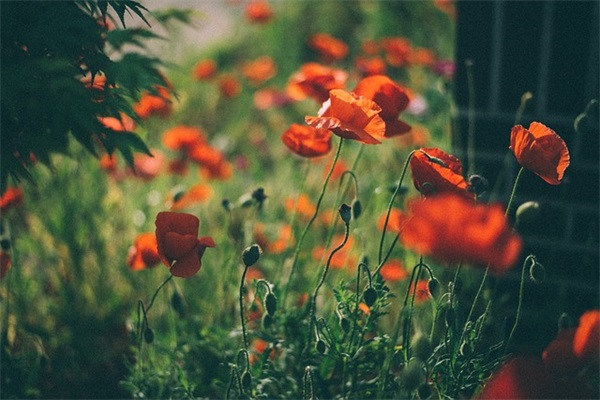 激励自己学习的高考句子