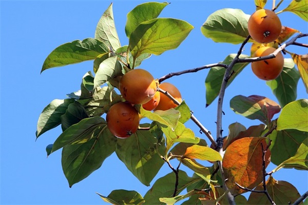 高中毕业留言的优美句子