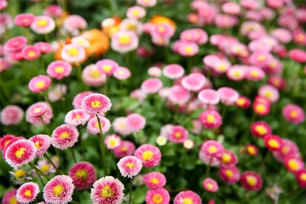 秋天的优美句子大全