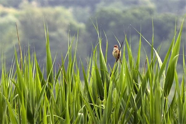 事业奋斗的励志句子89句