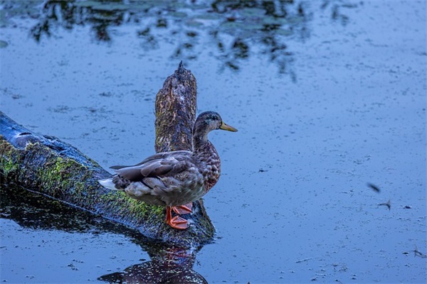 简单校园爱情句子