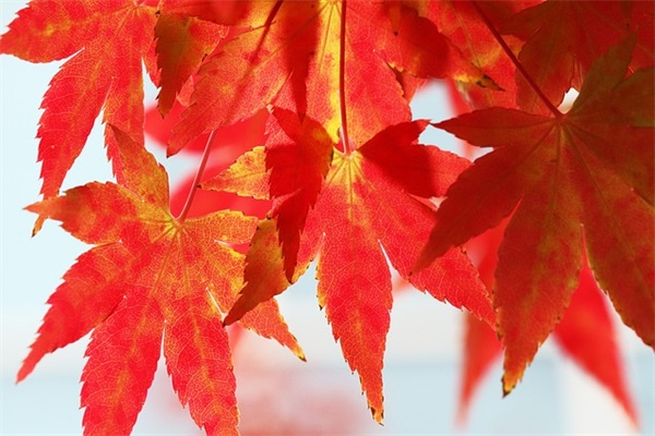 最新520表白暖心撩人句子文案