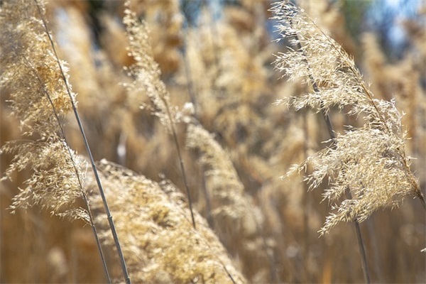 原来造句子一年级 原来造句子一年级下册