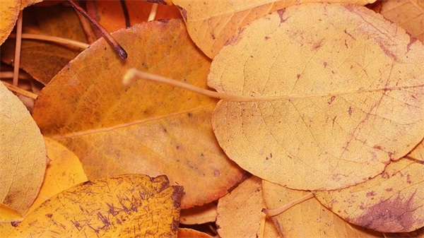 浪漫的古风爱情句子