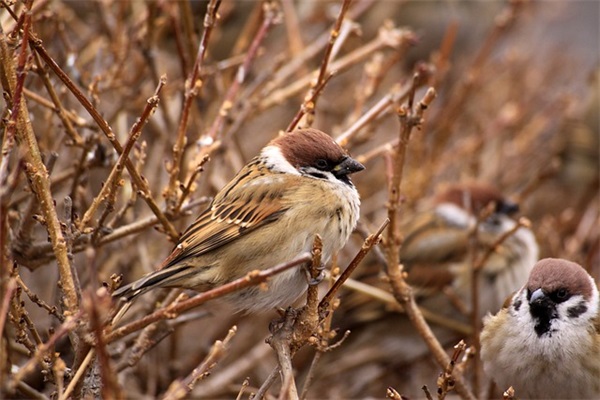 大学生心理素质论文范例6篇
