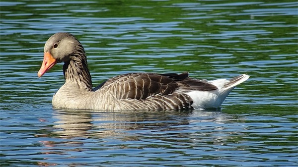 产品质量保证书（精选19篇）