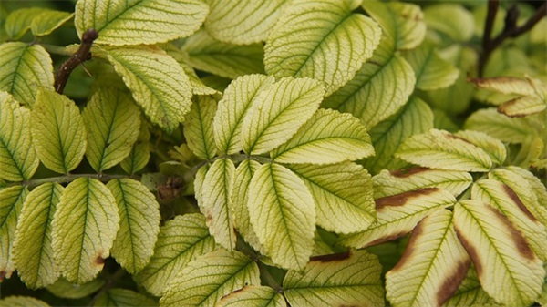 这次第，怎一个愁字了得！全文作者翻译赏析