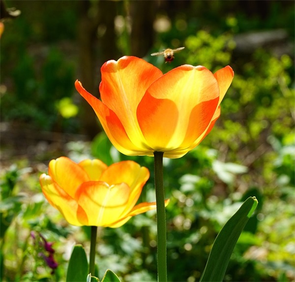 商业银行混业经营