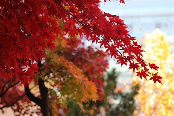 唯有砥砺前行的励志句子53句