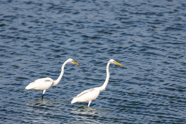 赞美消防官兵默默无闻精神的优美句子(40句)