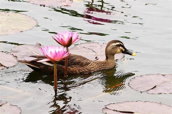 处于热恋中的情侣的浪漫句子集合四十条