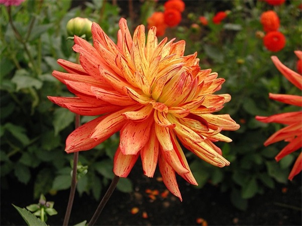 祝愿病人早日康复出院的句子收藏(40条)