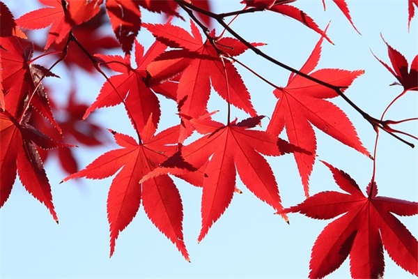 带幂和毅的网名