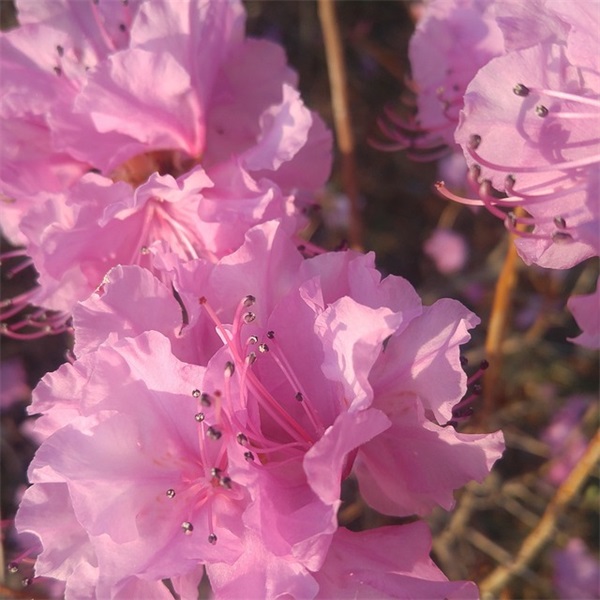 我的世界各种怪物的英文名 [65个]