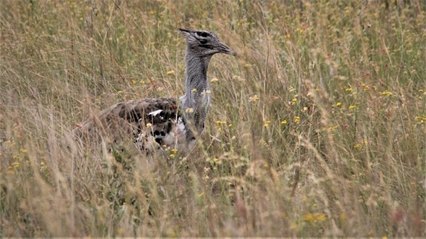 叫叫英文名字好听吗 [67个]