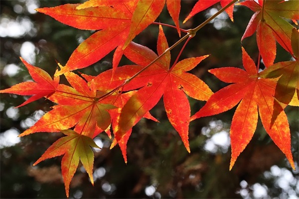 帅气网名男生霸气冷酷英文优选87个