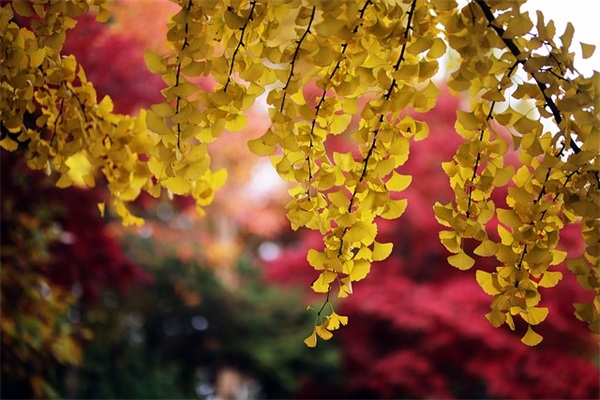 带爱周周的网名