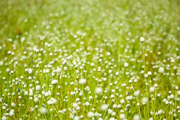 描写冬日里阳光的句子