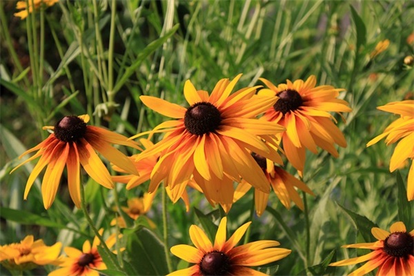 齐心协力抗击疫情的句子