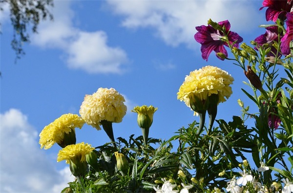 幸福生活态度的句子