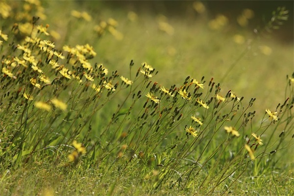 描写8月的优美句子29句