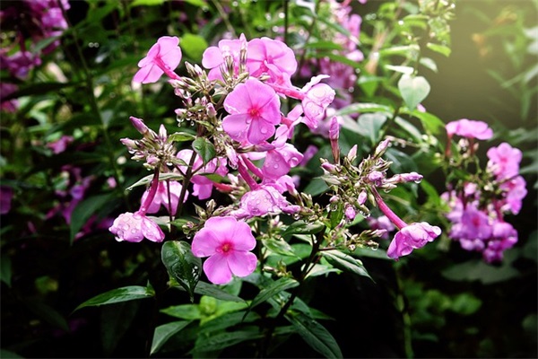 餐饮管理服务论文