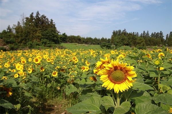 寻物启事范文（通用11篇）