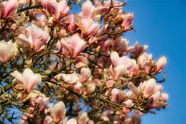 日本语专业个人简历模板