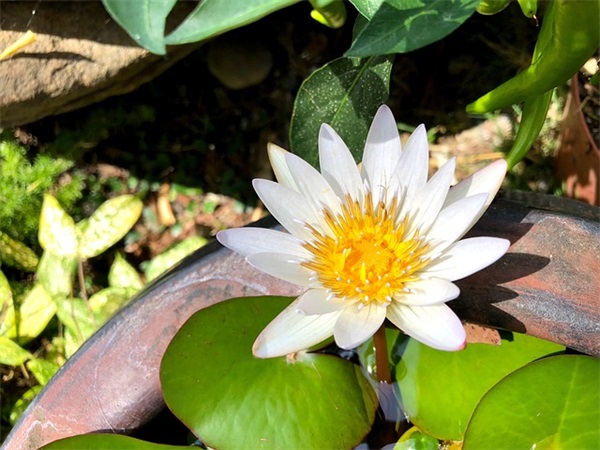 有名的谚语有哪些